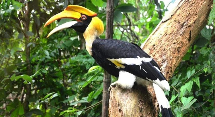 Hornbill