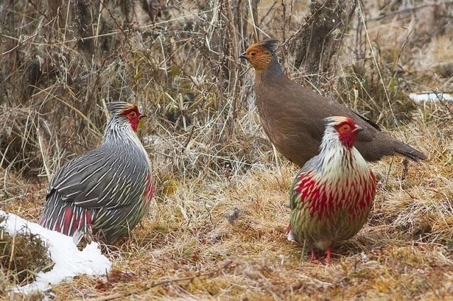 Blood Pheasants